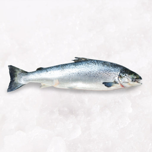 Fresh Ora King Salmon (Head-on, Gutted) 4kg per fish
